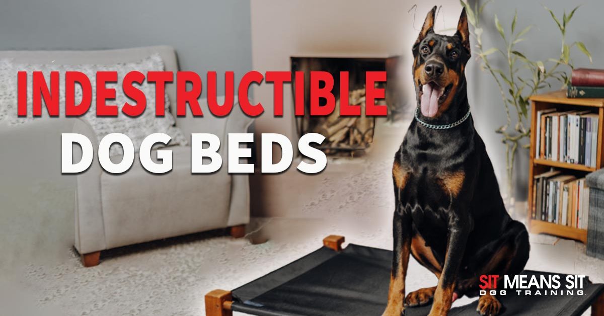 https://sitmeanssit.com/dog-training-mu/san-gabriel-valley-dog-training/files/2023/05/these-dog-beds-are-indestructible-1200x628.jpg