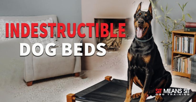 These Dog Beds Are Indestructible