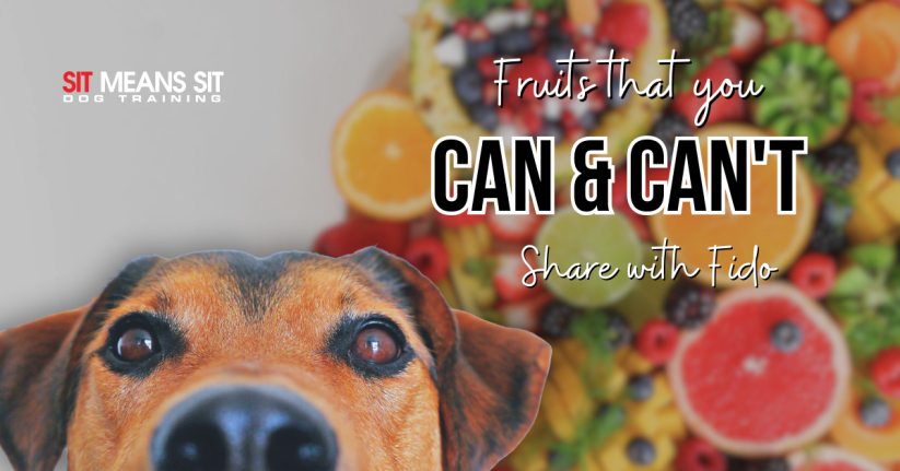 Fruit That You Can & Can't Share With Your Dog
