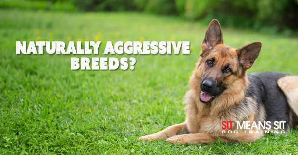 Are Certain Dog Breeds Naturally Aggressive?
