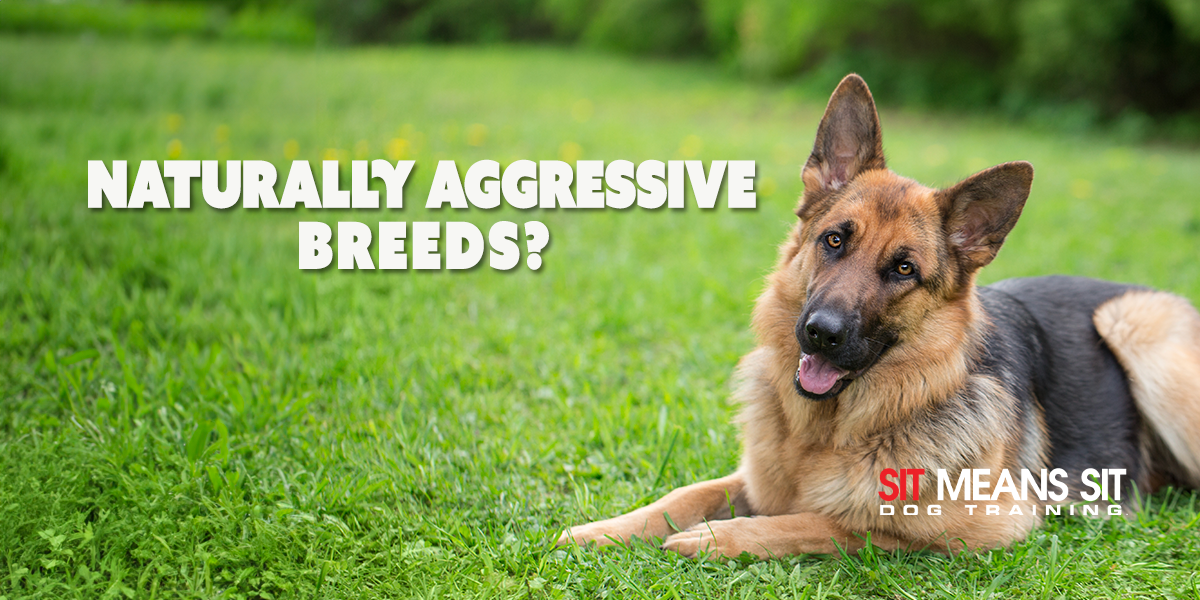 Are Certain Dog Breeds Naturally Aggressive?