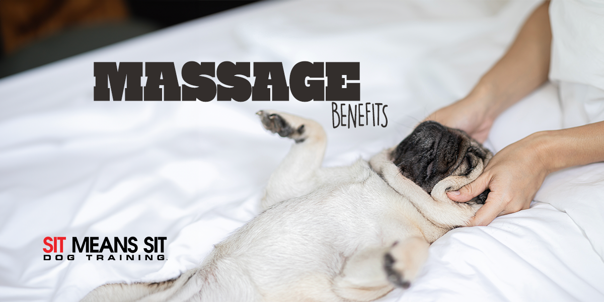 Pamper Your Pooch: The Benefits Of Dog Massages