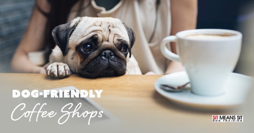 Seattle Coffee Shops that Welcome Dogs