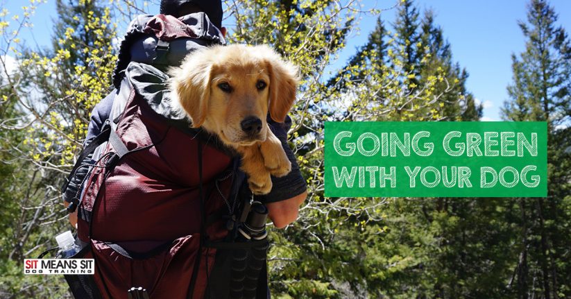 Going Green with Your Dog