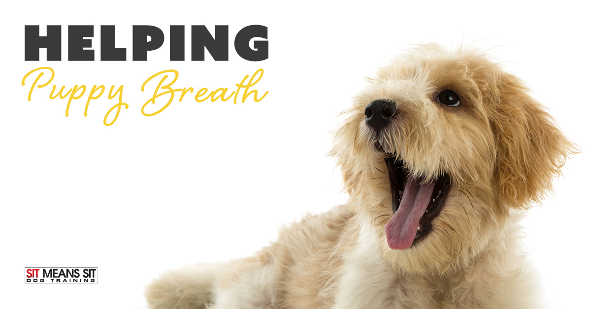 Helping Puppy Breath
