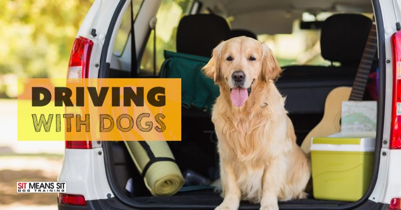 Tips for Driving with Dogs