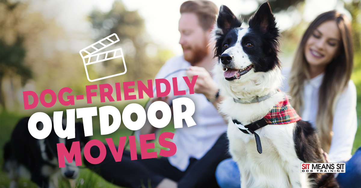 DogFriendly Outdoor Movies in Seattle Sit Means Sit Seattle