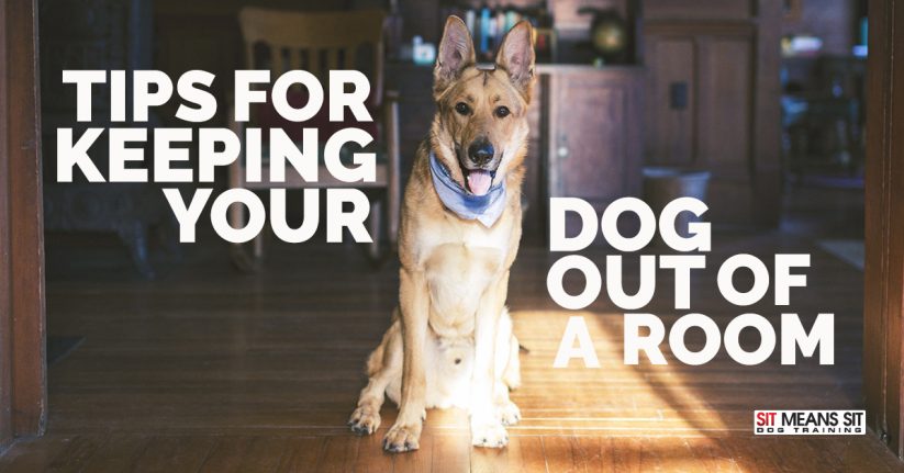 Tips for Keeping Your Dog Out of a Room