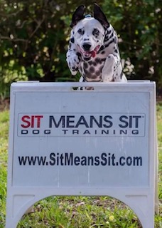 About Sit Means Sit Dog Training