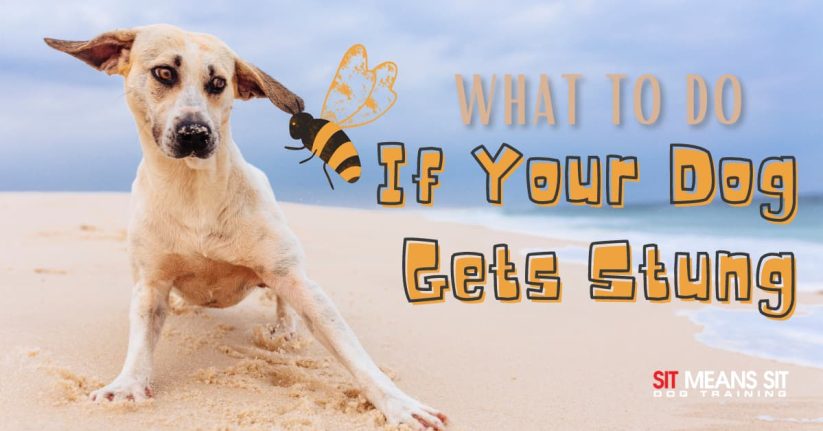 A dog sits on the beach with a graphic about handling bee stings for dogs.