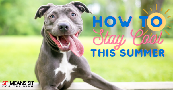 A happy dog with a big smile next to text about staying cool in summer.