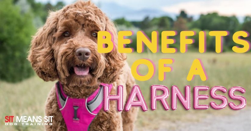 A dog wearing a pink harness outdoors, with text highlighting the benefits of using a harness.