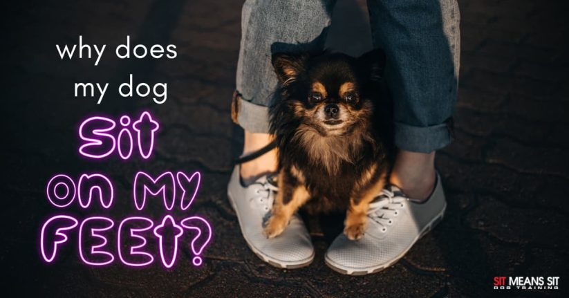 A small dog sits on its owner's feet, accompanied by the text questioning why dogs do this behavior.