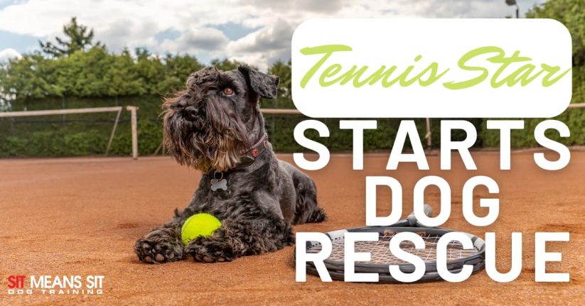 A dog lounges on a tennis court with a tennis ball, promoting a dog rescue initiative.