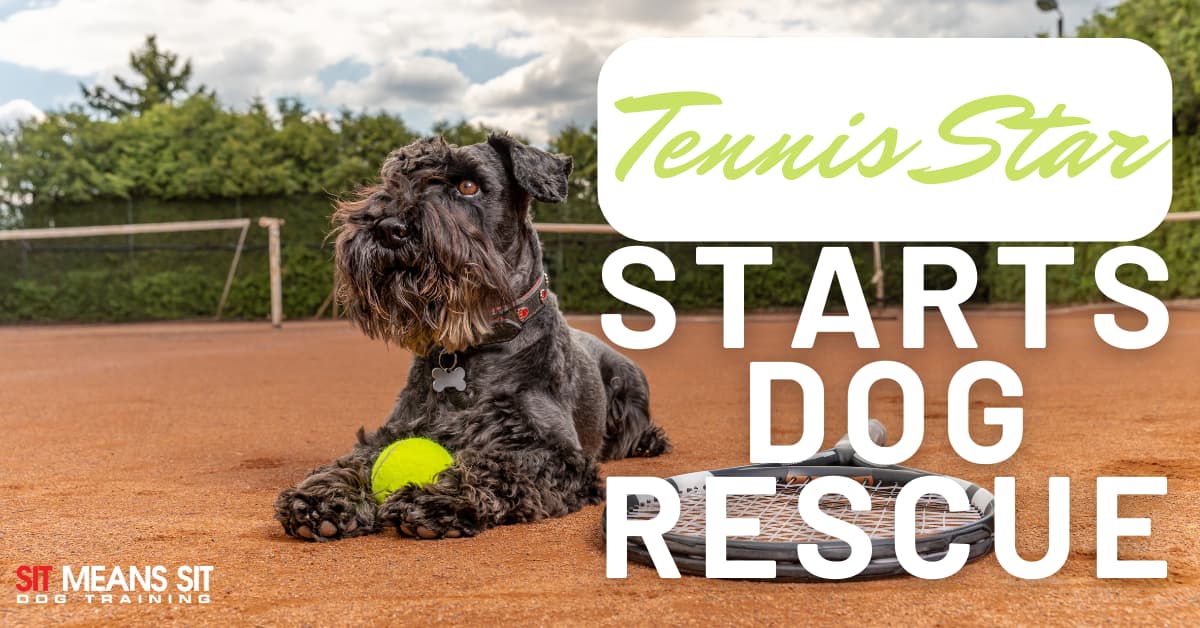 A dog lounges on a tennis court with a tennis ball, promoting a dog rescue initiative.