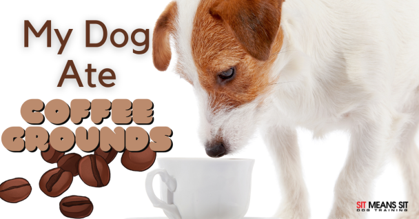 A dog sniffs near a cup, with text saying "My Dog Ate Coffee Grounds."