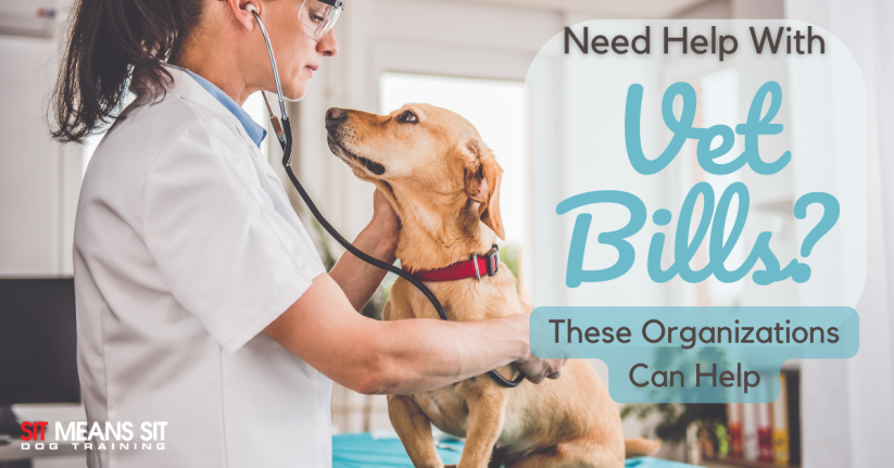A veterinarian with a stethoscope examines a dog, promoting assistance for veterinary bills.