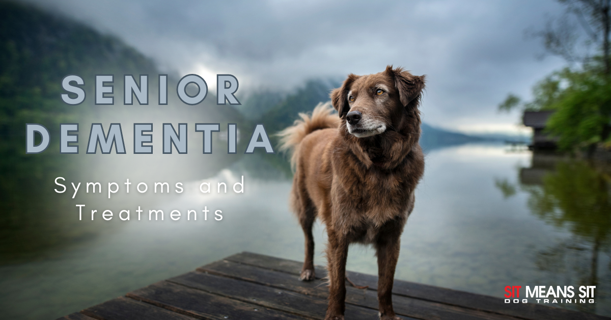 A senior dog stands on a dock by a lake, with text about senior dementia symptoms and treatments.