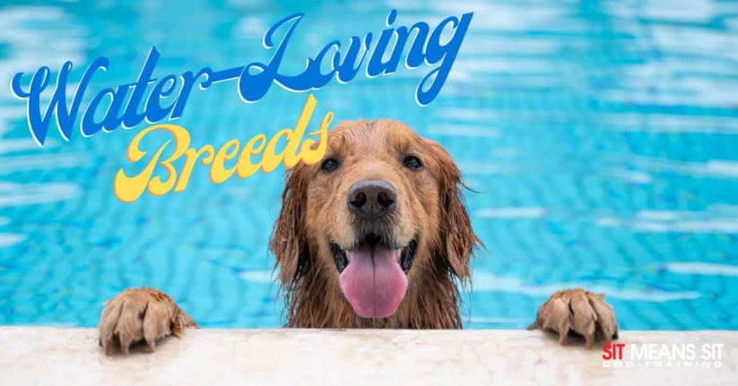 A happy golden retriever with its paws on a pool edge, surrounded by blue water and playful text.