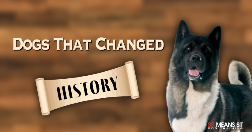 Image features a dog and text that reads "Dogs That Changed History" against a wooden background.