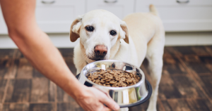 How to Read Your Dog's Food Labels