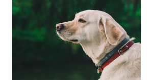 The Best Waterproof Dog Collars