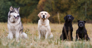 The Most Common Google Searches About Dogs