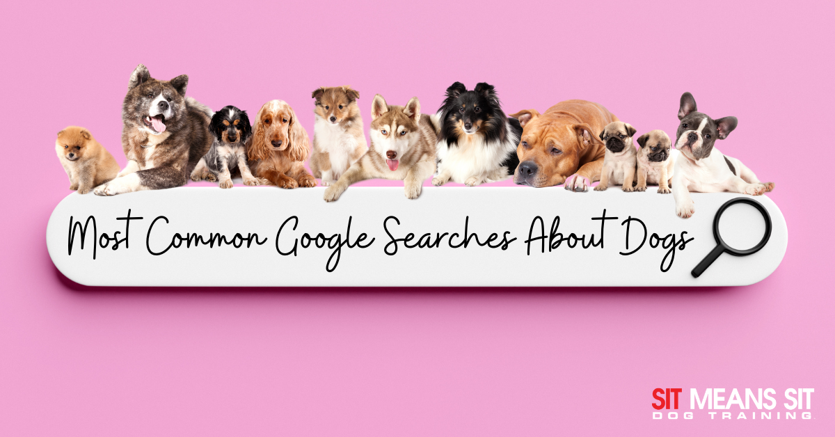 A variety of dogs sitting on a pink background, with the text "Most Common Google Searches About Dogs" below.