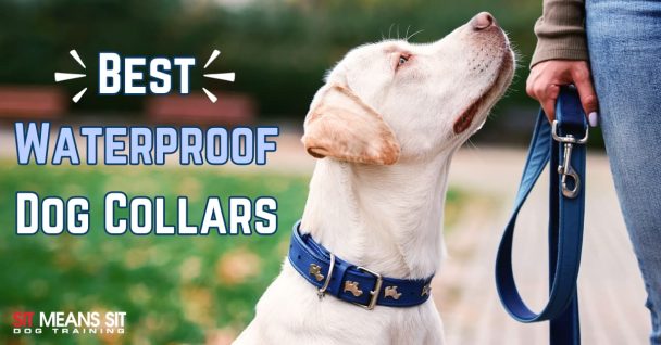 A dog wearing a waterproof collar stands beside a person holding a leash, with text about the best collars.