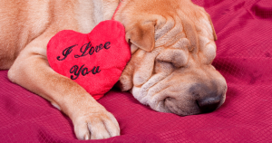 Dog-Friendly Valentine's Day Treats You Can Make at Home