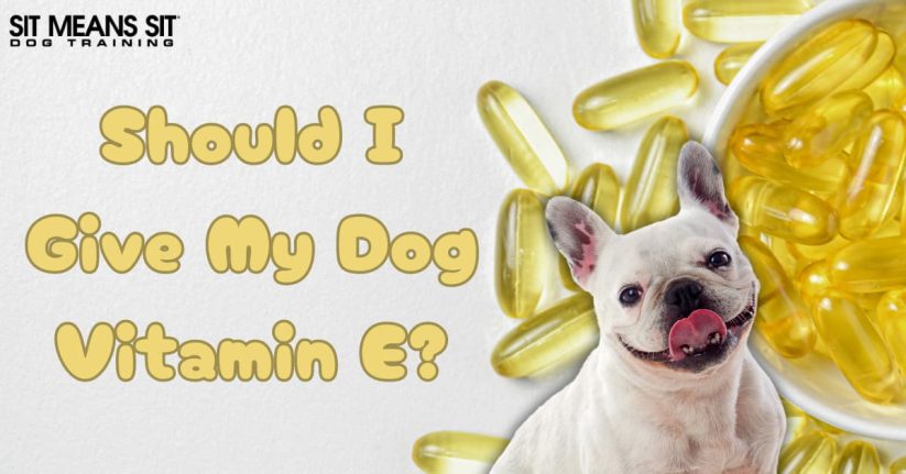 A playful dog next to vitamin E capsules, with text asking if it's safe to give dogs vitamin E.