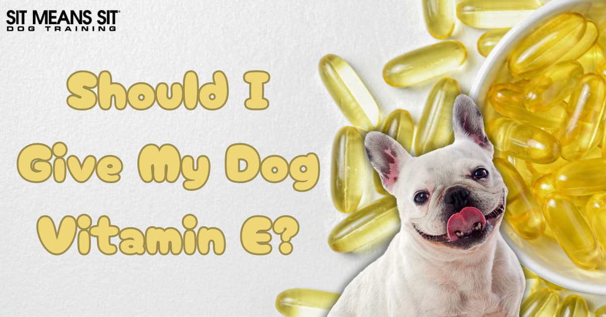 A playful dog next to vitamin E capsules, with text asking if it's safe to give dogs vitamin E.