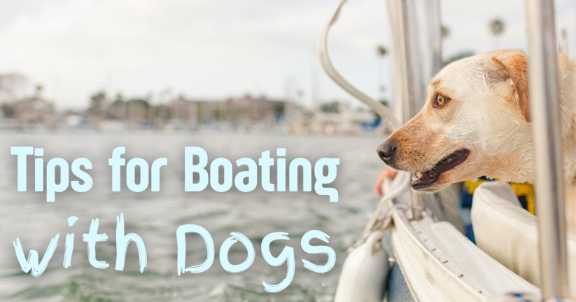 Smooth Sailing with Fido: Advice for Boating with Dogs