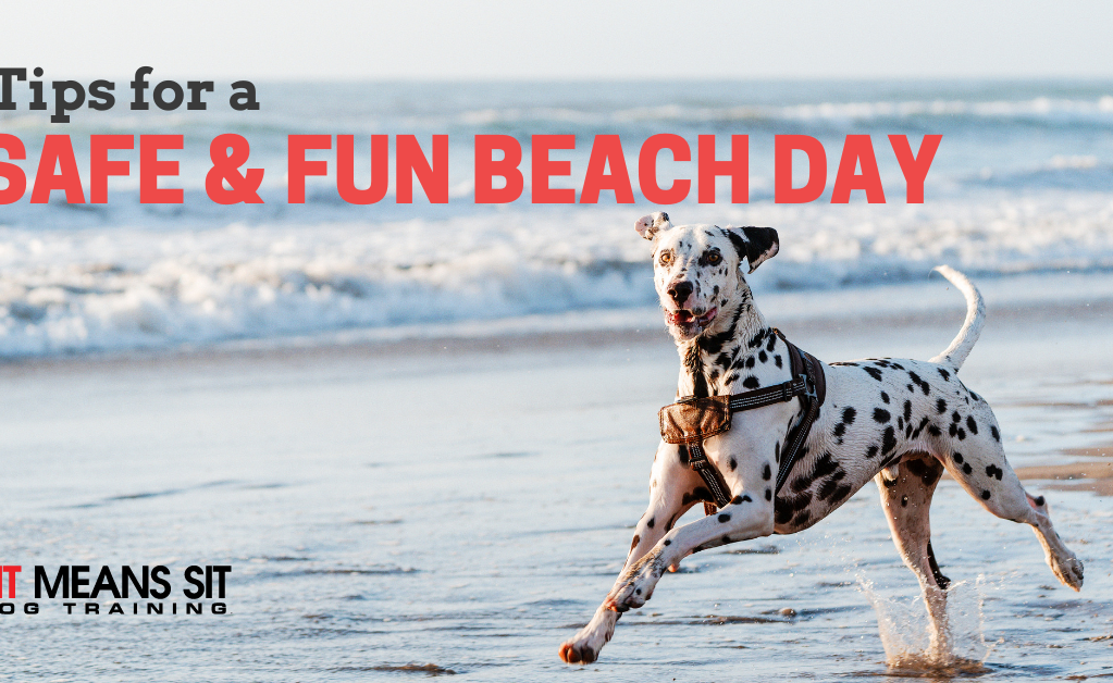 A playful dog running on the beach with text about tips for a safe and fun beach day.