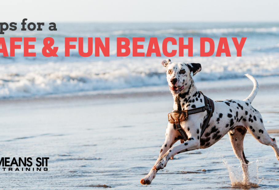 A playful dog running on the beach with text about tips for a safe and fun beach day.