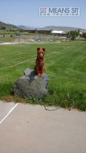 dog training Denver