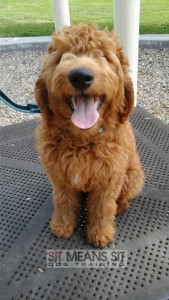 Thanksgiving dog safety tips Sit Means Sit South Denver