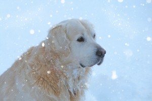 Denver Dog Training Tip: Snow Survival Guide