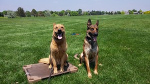 Don’t Miss These Upcoming Dog Friendly Events in Denver