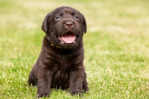 Puppy Training Denver: Getting Off on the Right Foot