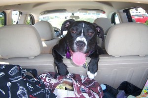 Obedience Training in Littleton: Teaching Your Pup to be a Good Car Passenger
