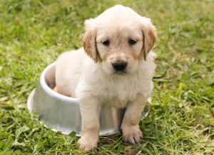 Denver Dog Training Tips: Housebreaking Your Pup