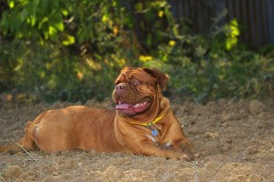 Beat the Heat with these Dog Safety Tips