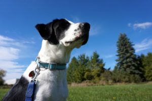 Puppy Training Denver: No More Jumping