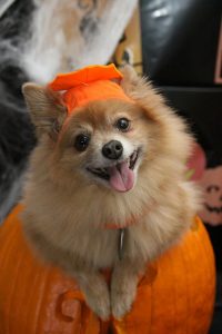 Dog Safety Tips: Play it Safe This Halloween