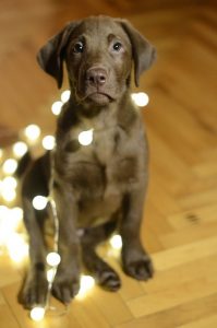 Denver Dog Training: the Ideal Holiday Gift for Everyone on Your List