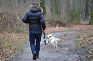 Happy New Year! Start the Year off Right with Consistent Dog Training