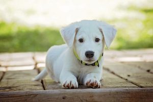 Denver Puppy Training: the Importance of Socialization