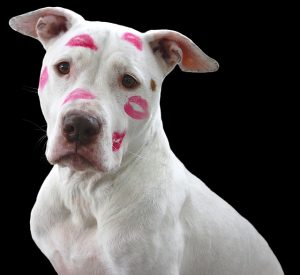 Dog Safety: Why is Chocolate So Dangerous?