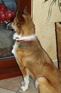 Denver Dog Training: Teaching Your Pup to Greet Politely